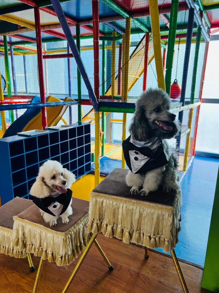 Show Liana y Sus Perritos Educados con Tematíca de Barbie