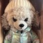 Fashion Dog Poodle