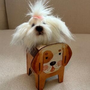 Adóptame Perrito Maltés Liza